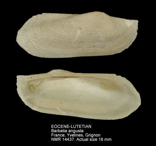 EOCENE-LUTETIAN Barbatia angusta.jpg - EOCENE-LUTETIANBarbatia angusta(Lamarck,1805)